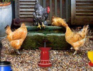 Springtime Barnyard Discovery