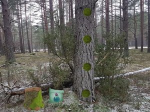 Frozen Forest Puzzle Adventure