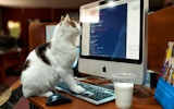 Cat Memory Match Puzzle Game